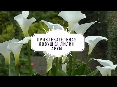 Video: Арум лилия өсүмдүкүнө кантип кам көрөсүз?