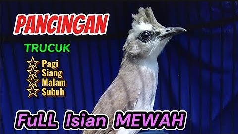 Trucuk ombyokan,  bahan, LIAR,  malas bunyi,  stress langsung NYAUT dengar pancingan trucuk GAcOR