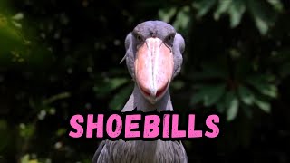 Cooldown with this compilation of SHOEBILL BIRDS by Cooldown Compilation 588 views 4 months ago 1 minute, 28 seconds