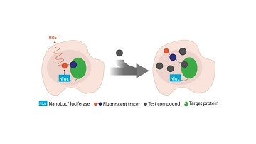 Kinase Compound Profiling
