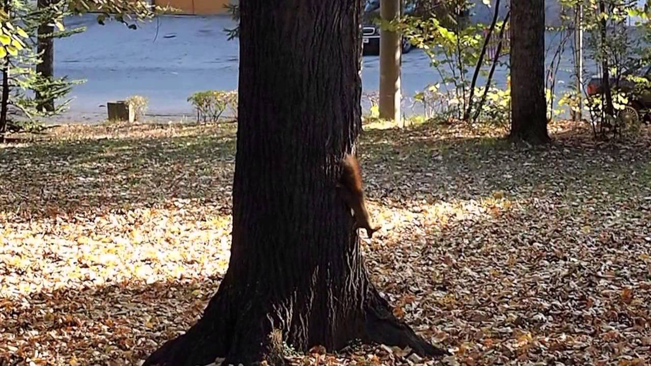 Squirrels chasing YouTube