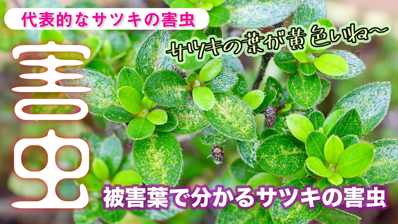 被害葉で分かる サツキの害虫 ５ ２種類 Youtube