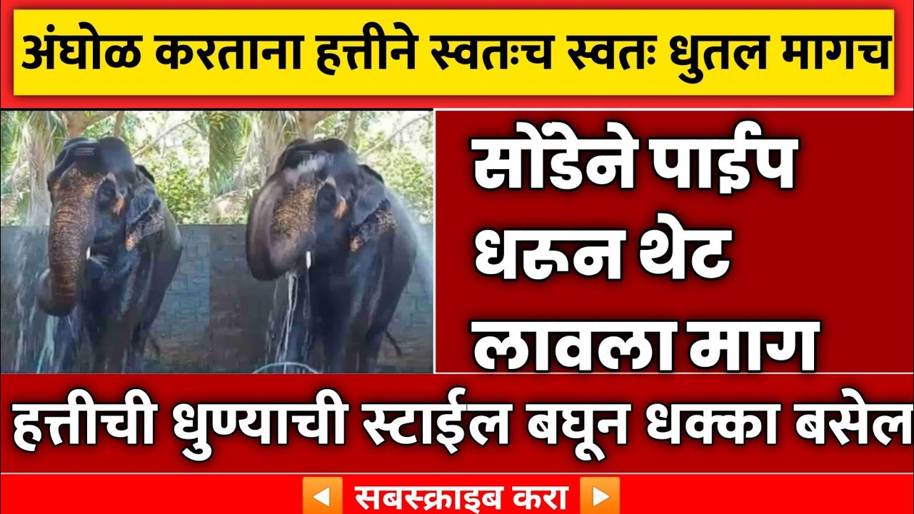 अंघोळ करताना हत्तीने केलं अस की.... WX न्यूज YouTube