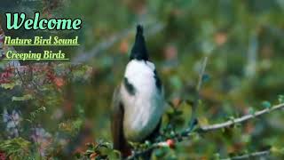 Nature Bird Sounds Soothing Relaxation by NATURE'S BEAUTY  180 views 13 days ago 2 minutes, 23 seconds