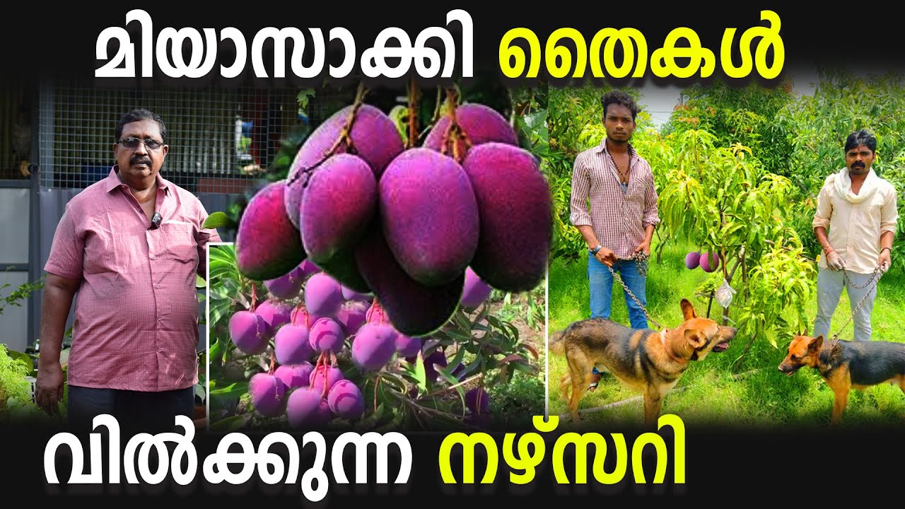 മിയാസാക്കി മാവ് വില്‍ക്കുന്ന നഴ്സറി | 200 വെറൈറ്റി EXOTIC PLANTS വിലക്കുറവില്‍ | EXOTIC PLANTS