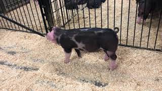 68-3 spot Gilt