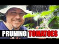 Pruning Tomatoes - A Complete Guide