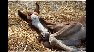 Fohlengeburt - birth of a foal - Cosima vom Ponyhügel! by Christine Spranger 196 views 10 months ago 8 minutes, 2 seconds