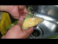 Peeling husk from a corn