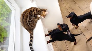 Mini Dachshunds & Bengal kitten together for the first time.