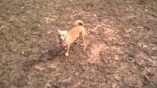 Darwin at the dog park by The Moyers Do Stuff 67 views 13 years ago 1 minute, 13 seconds