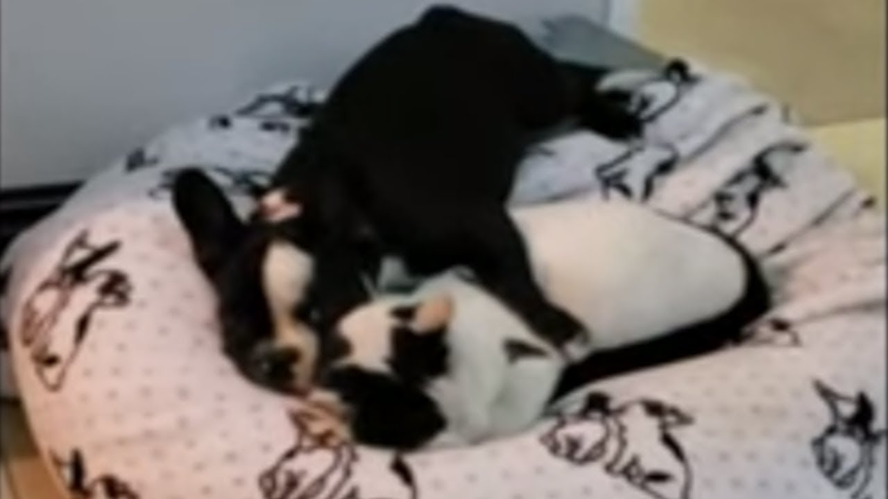 videos for cats French Bulldog adorably cuddles cat for nap time