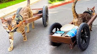八條真的太善良了！ 有了新小車，立刻拉貓糧分給社區裡的流浪貓【小鋒真喵啊】#貓小院 #貓咪小院