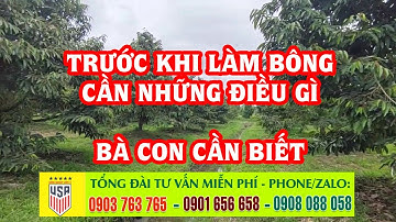 Kỹ thuật chăm sóc sầu riêng trước khi làm bông