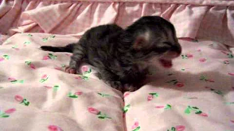 Video 575301: silver tabby persian kitten, persian kittens cattery, female silver persian kitten, persian kitten doll