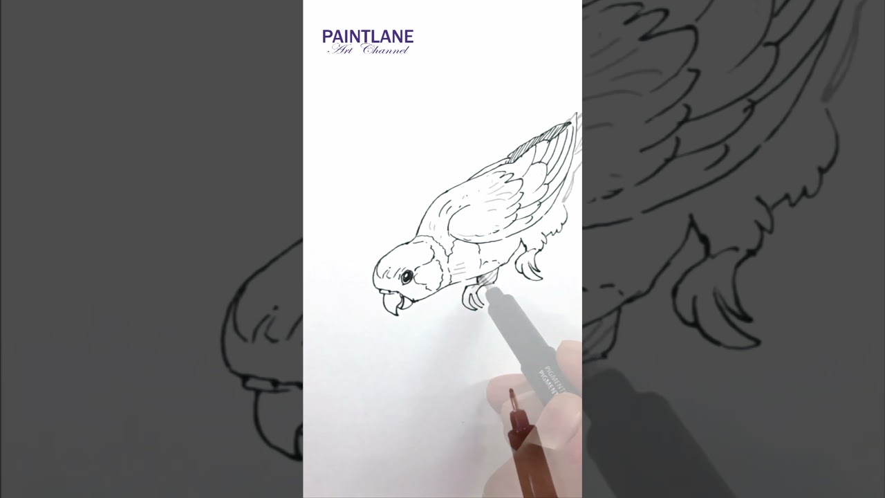 Drawing Parrot Drinking Water 