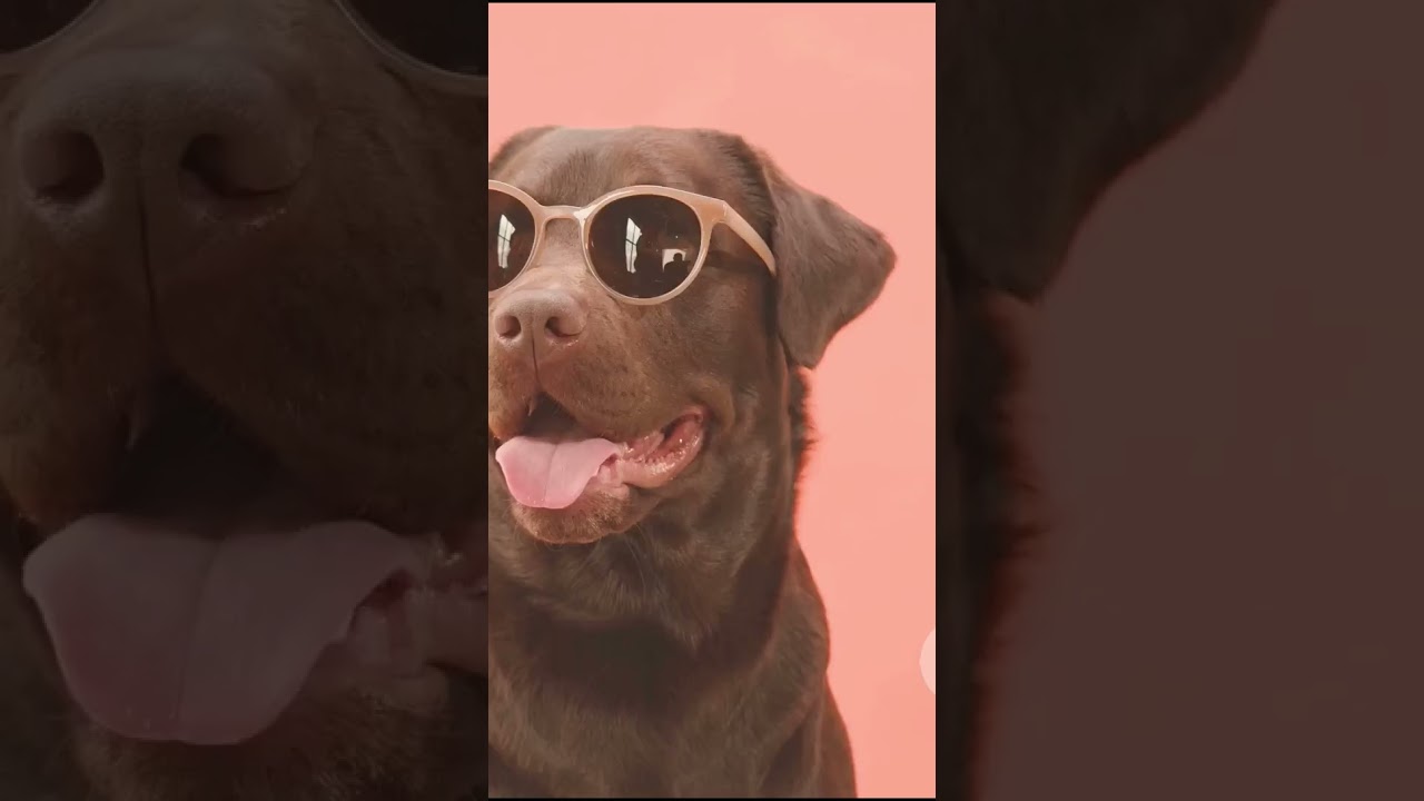 5 Amazing Dog Facts