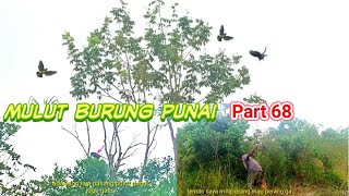 mulut burung punai monyet juga mau pasang pulut punai