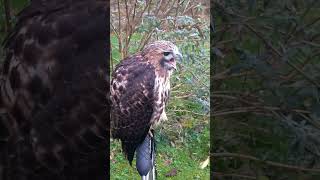 RED TAILED HAWK SCREAM