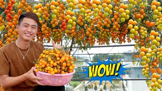 Growing Tomatoes Without Capital? Discover My Unique Method Now!