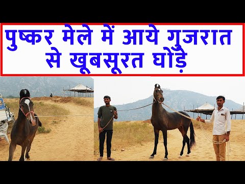 गुजरात से खूबसूरत घोड़े - पुष्कर मेला बाज़ार 2023 Pushkar Horse Fair 2023 Pushkar Horse Market Video @SANJEEVKUMARGUPTA