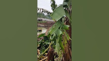 Apakah Beko Yg Terperosok Bisa Diangkat Sore Ini di Situ Ciburuy 2 Padalarang Bandung Barat