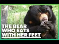 Sun Bear Rescued From Bile Farm Has Cutest Way Of Eating | Animals Asia