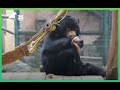 Sun Bear Rescued From Bile Farm Has Cutest Way Of Eating | Animals Asia