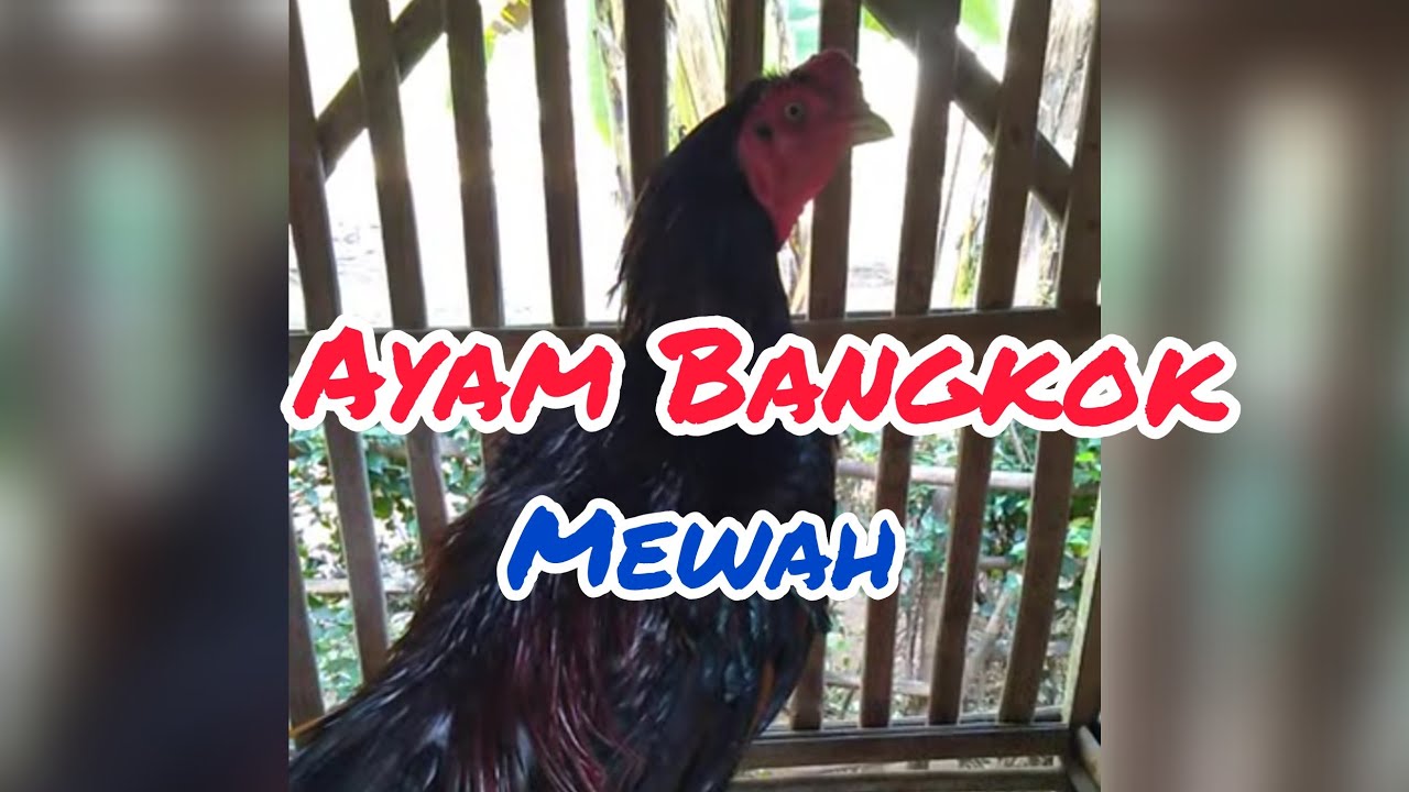 ternak ayam bangkok 