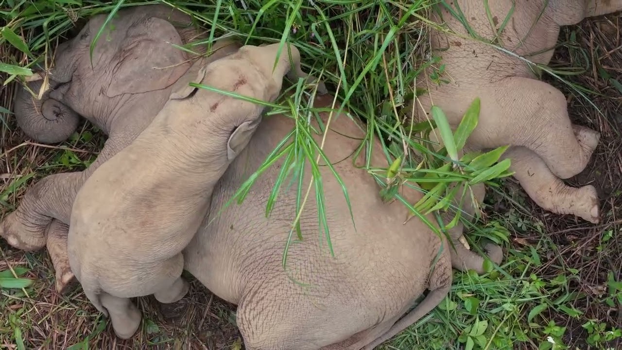 Raising calves is no easy task for Asian elephant mothers either😂🤣