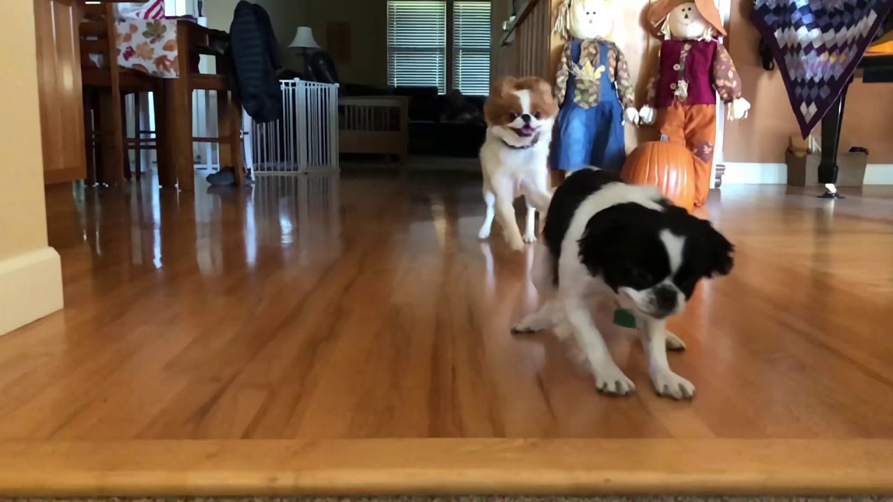 Japanese Chin Pups Playing On Hardwood Floor Yeehaw Youtube