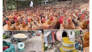 Poultry feed recipe/how to make feed for free-range chickens is simple, economical and effective