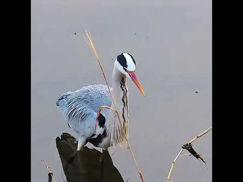 アオサギ(1)(2)調布地区ショート 2026年3月7日 #アオサギ #野鳥 #birds #wildlife #nature #自然観察ぶらり散歩