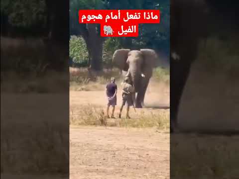 ماذا تفعل أمام هجوم فيل غاضب