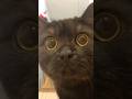 ツリーステップから降りてきた黒猫が可愛すぎる…#PR#papernewstandard
