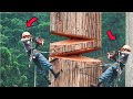 Cutting Down Biggest Tree | Chainsaw Machine Skill | Big Tree Felling Compilation