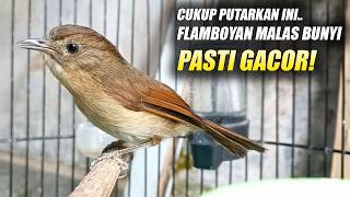Download lagu PALING AMPUH NYAUT!! PANCINGAN FLAMBOYAN MALAS BUNYI BAHAN OMBYOKAN AGAR EMOSI GACOR NEMBAK BESETAN