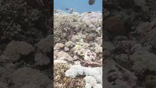 #shorts #ocean #underwater #relax #sleep #meditation #oceanlife #sealife #asmr #nature