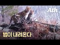 [ENG SUB] 러시아서 깜짝 포착…50년 전 사라진 한국 표범 다시 돌아온다