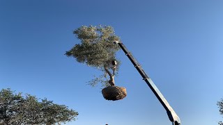 كيف يمكن نقل الاشجار الكبيرة ؟
