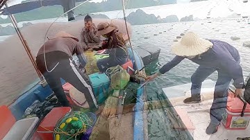 Thành quả một ngày câu cá rìa giải trí - hạ long quảng ninh 2021