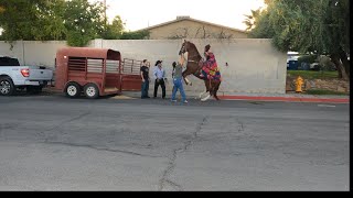 Las Vegas Horses are often involved in Mexican weddings particularly in the charro wedding tradition