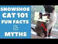 Snowshoe Cats 101 : Fun Facts & Myths の動画、YouTube動画。