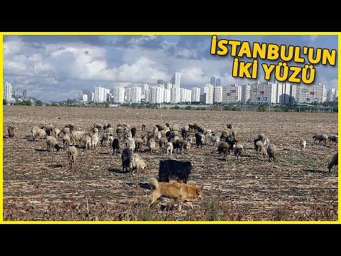 İstanbul'un İki Yüzü, Gökdelenler Arasında Otlayan Hayvanlar