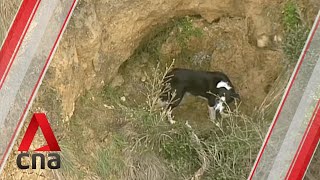 Stranded border collie saved after 3-hour rescue mission in Australia