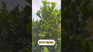 J33 വലയ പലവ മര