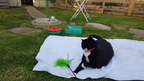 Playing with Bella the Tuxedo cat in the backyard