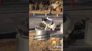 Bir kedi gördüm sanki 😳😳 Resimi