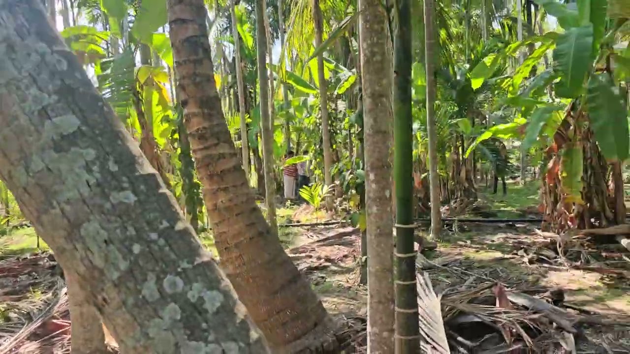 cocunut farm for sale near KR Pete, Mandya