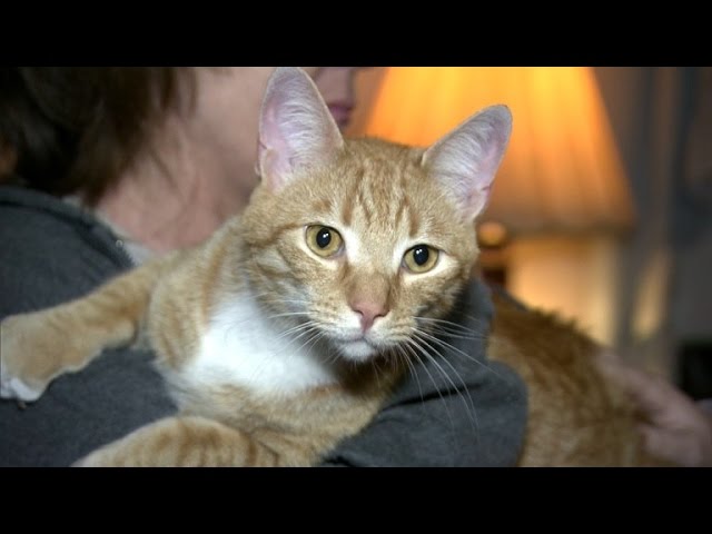 You Won't Believe This Cat's Cross-Country Journey Back To His